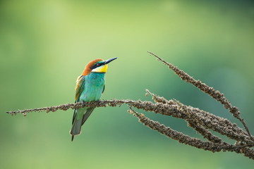 Merops apiaster. Wild nature of Europe. Colorful bird. Beautiful photo. Nature of the Czech Republic. Beautiful picture. Bird Empire. From the life of birds.