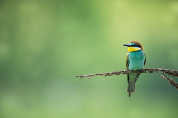 Obraz premium Merops apiaster. Wild nature of Europe. Colorful bird. Beautiful photo. Nature of the Czech Republic. Beautiful picture. Bird Empire. From the life of birds.