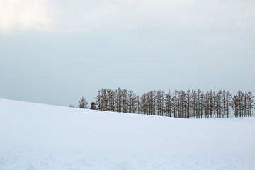 北海道の防風林