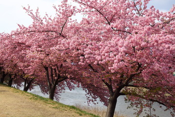 Obraz premium 河津桜の並木