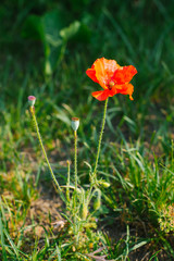 Obraz premium Red decorative poppy flower grows in the field or in the garden