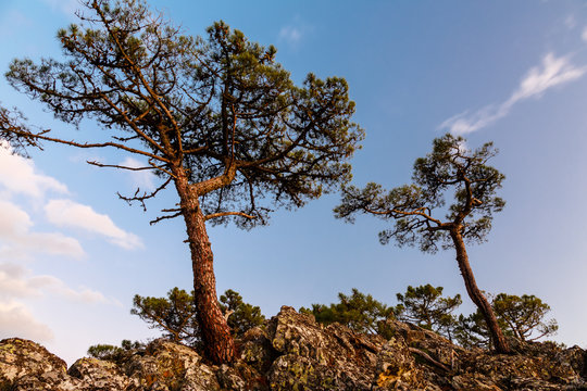 Paisaje con pinos marítimos en la montaña. Pino negral, resinero. Pinus pinaster. Comarca de La Valdería, León, España.