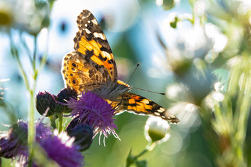 macro di una farfalla vanessa del cardo