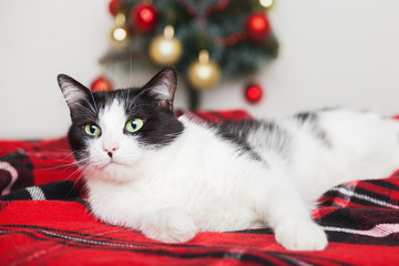 Young mixed breed black and white  cat under tartan red wool plaid near small Christmas tree. Pets care concept. Winter holidays celebration. Copy space gift card.