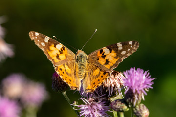 Naklejka premium macro di una farfalla vanessa del cardo