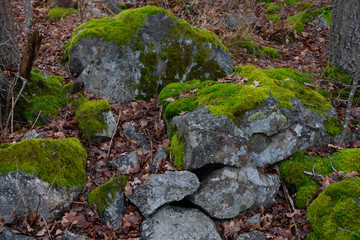 Stones with moss in scandinavian woods. Swedish nature. Background photo.