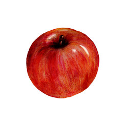 apple fruits, watercolor illustration isolated on white background.