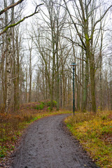 Autumn path in swedish forest. Fall in scandinavian woods. Nature, background photo.
