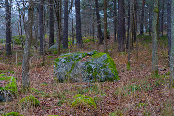 Stone with moss in scandinavian woods. Swedish nature. Background photo.