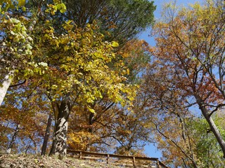 Burst of autumn colors in the trees, upward shot