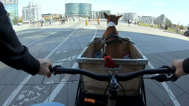 POV owner ride dog or puppy in bike basket