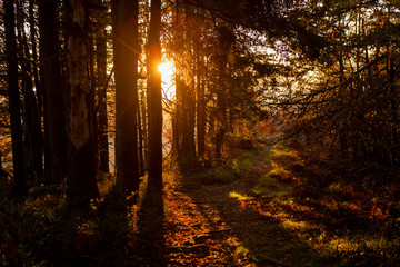 Sunset behind tree in the forest