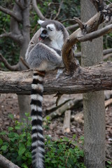 a ring-tailed lemur in the zoo