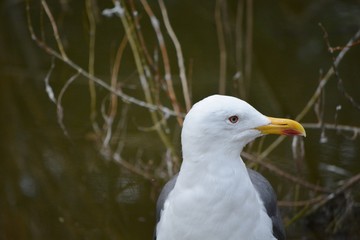 one white seagull with the yellow beak
