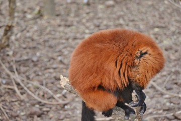 a red shy ruffed lemmur 