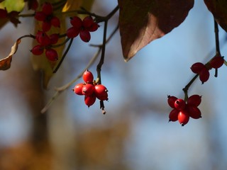 Red berries hanging from a tree in autumn