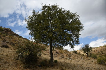 lonely tree in the mountains against the sky