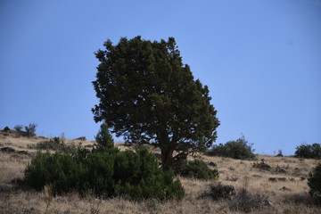 green tree on top of a mountain