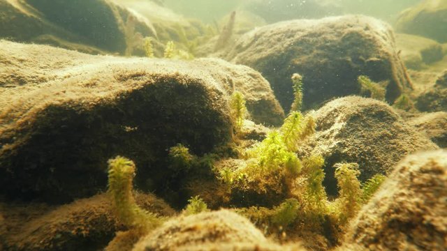 Canadian Waterweed (Elodea Canadensis) Between Bottom Stones