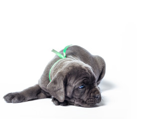 little puppy dog ​​of breed canecorso on a white background in isolation close up
