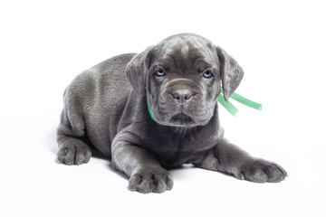 little puppy dog ​​of breed canecorso on a white background in isolation close up