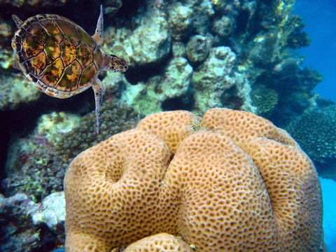Red Sea coral reef with hard coral  Anomastraea irregularis.