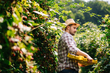 Naklejka na ściany i meble Young farmer harvesting brambles. Attractive young man at farm