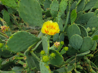 Blooming lonely cactus in the garden 