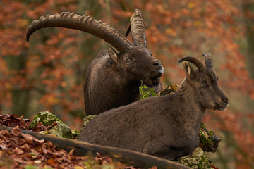  The ibex pairing game in forest  