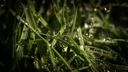 - dew drops -