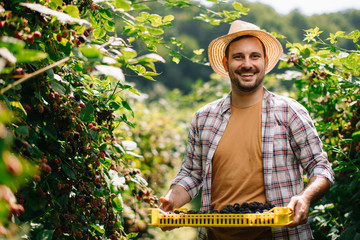 Young farmer harvesting brambles. Attractive young man at farm