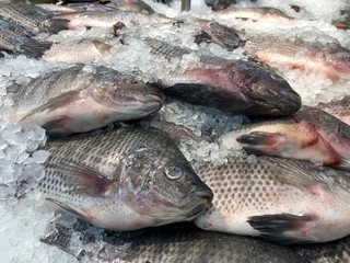 Medium close up of fresh tilapia fish in the wet market section