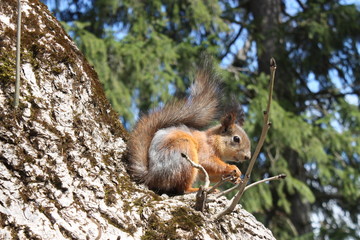 A fluffy squirrel sits in summer on a white birch tree against a blurred background of green foliage and blue sky.