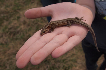 A small lizard sits in the summer in the bright open palm of a man with a blurred dark background.