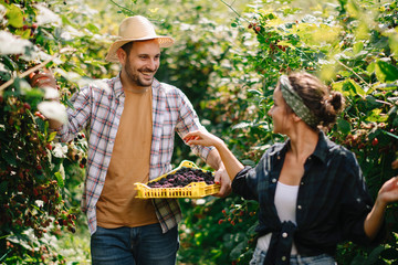 Beautiful couple harvesting fruit at farm.	