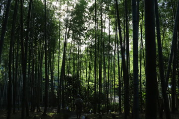 生い茂る竹