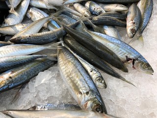 Close up of fresh mackerel fish in crushed ice at a seafood market