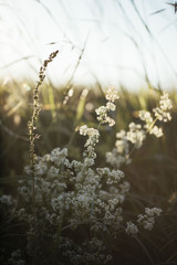 Beautiful wild hemlock growing outdoors in the sunset summer meadow, close up view