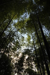 Obraz premium 竹林にかこまれた