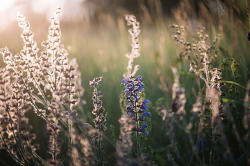 Beautiful summer sunset meadow with blossoming flowers glowing in the sun