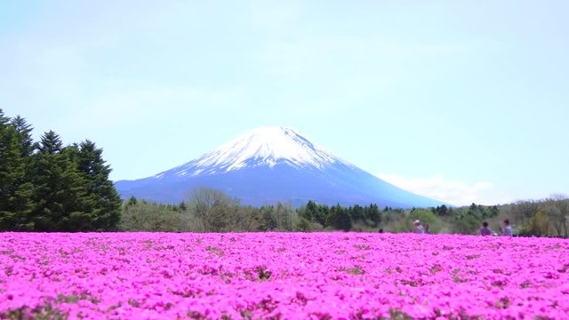  [4K収録, 音声無し] 富士芝桜まつり会場から観た富士山 [zoomin]