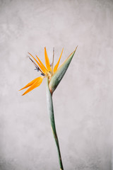 Beautiful single Strelitzia flower on the grey wall background, close up view 