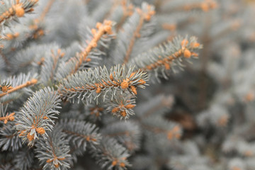 A branch of blue spruce close. Beautiful winter background with needles and branches of a Christmas tree