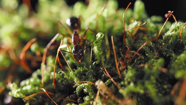 Macro footage of ants, eusocial insect. Slow motion.