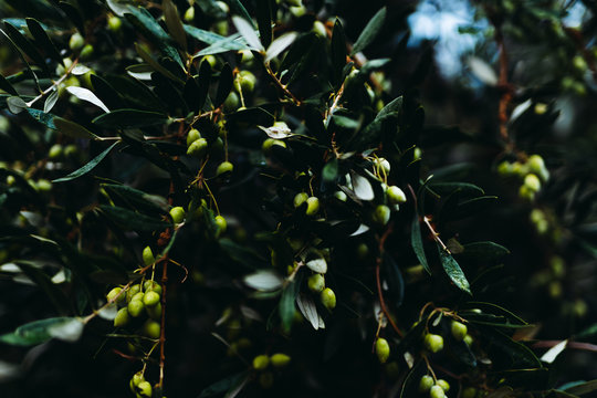 Olive trees