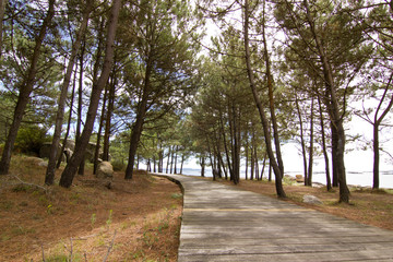 Pine forest, wooden footpath and beach of Galicia, Spain