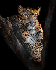 Fototapeta na wymiar Ceylon leopard (Panthera pardus kotiya)