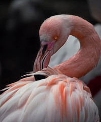 Greater flamingo (Phoenicopterus roseus)
