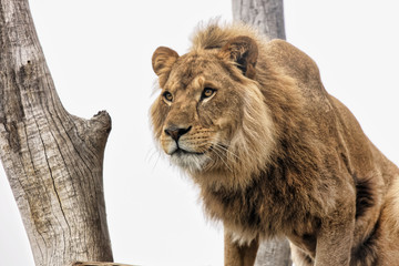 Fototapeta na wymiar An adult lion looking out from its perched position among trees.