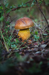 boletus impolutus